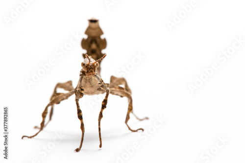Nymph (L2) of Australian giant spiny stick insect (Extatosoma tiaratum) isolated on white background - front view