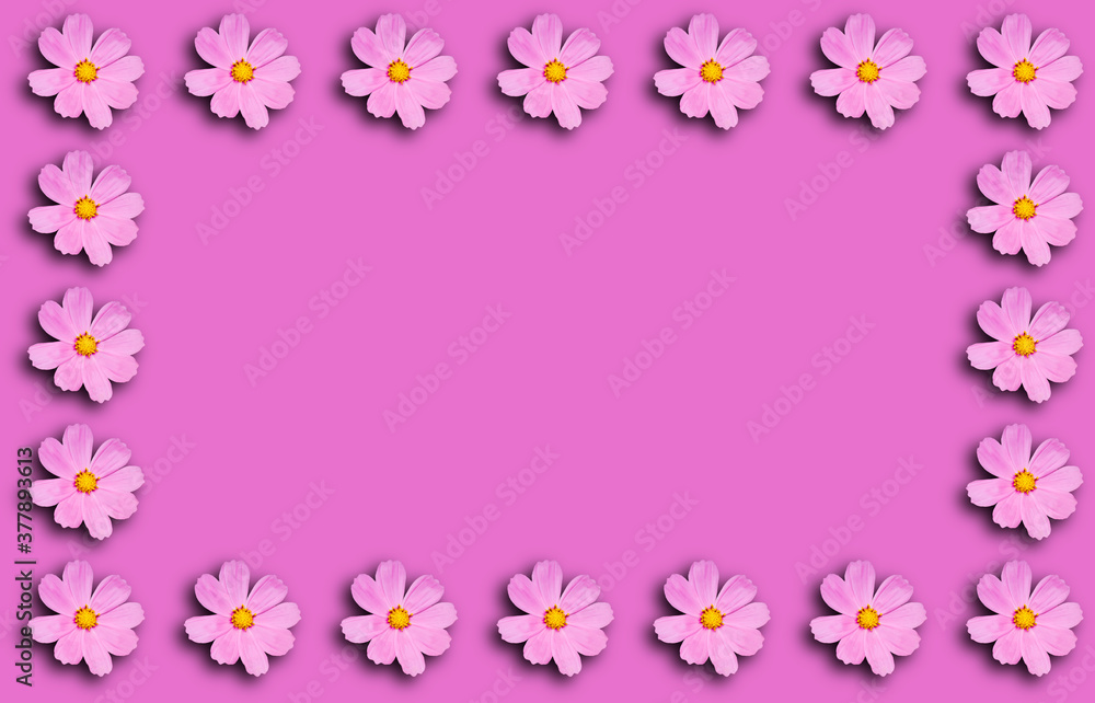 Flower frame with Cosmea flowers on a pink background.