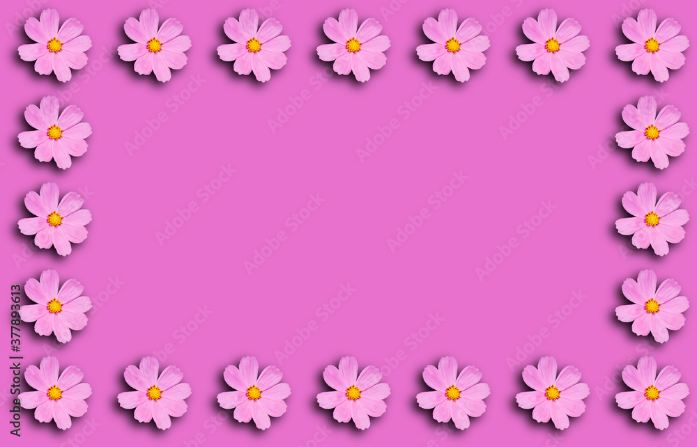 Flower frame with Cosmea flowers on a pink background. Flower frame with Cosmea flowers on a pink background.
