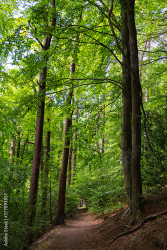 footpath in the woods with tall trees