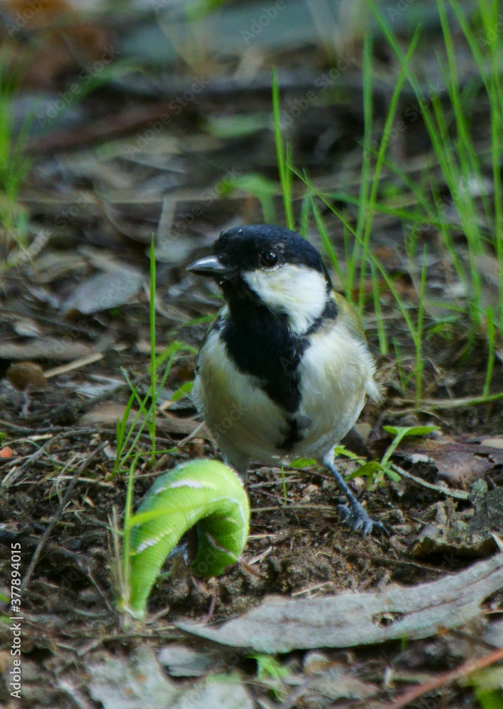 Fototapeta premium 野鳥 シジュウカラ