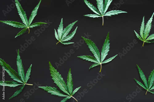 Cannabis green hemp leaf on black background. Medical marijuana plant Cannabis Sativa pattern. Weed legalize smoking drug concept.