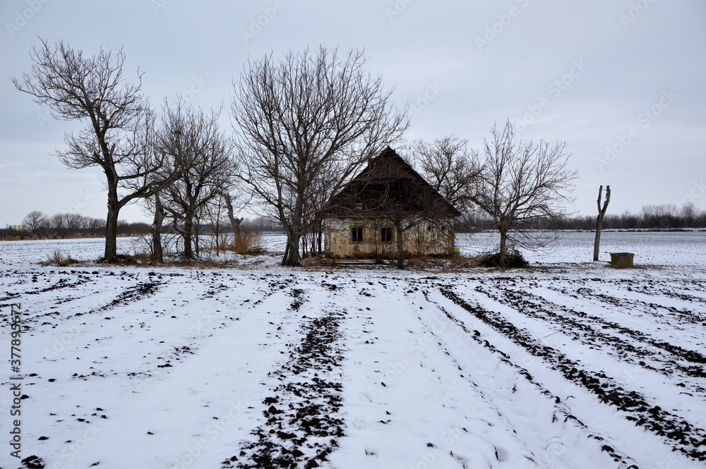 Fototapeta premium old abandoned house in bright snowy winter day, Backi Petrovac, Vojvodina