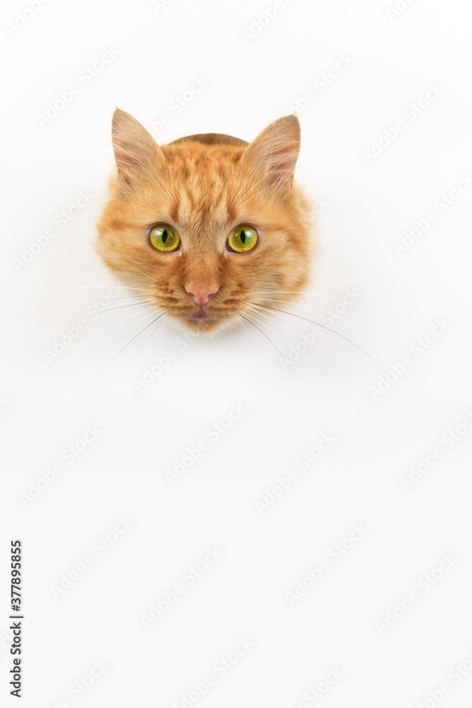 A cat stuck its head out of the paper and staring forward A cat stuck its head out of the paper and staring forward