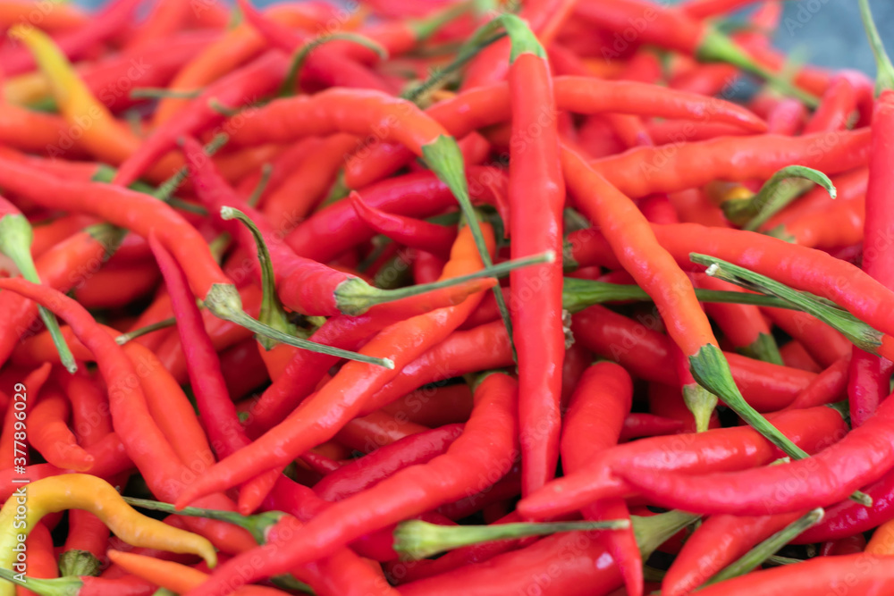 close up of red pepper in the garden from Thailand very spicy isolated background.