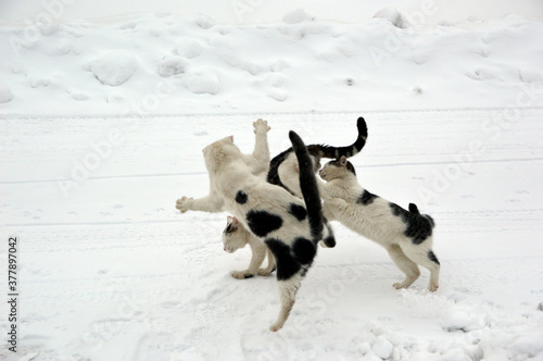 white cats playing in the snow