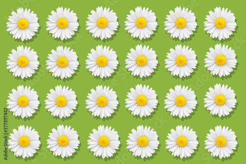 white chamomile with yellow middle on green background