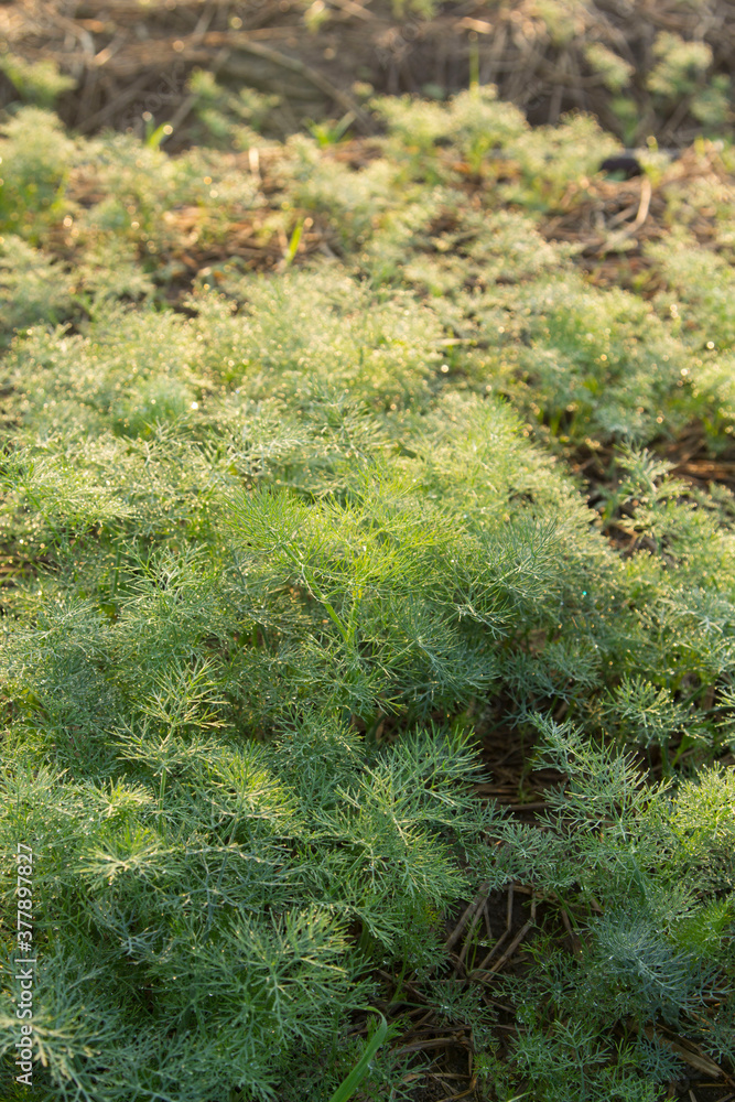 Coriander with dew adhering to the leaves in the morning in a growing garden, cultivated on the soil and straw in the morning. Coriander with dew adhering to the leaves in the morning in a growing garden, cultivated on the soil and straw in the morning.