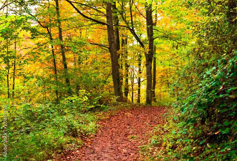 Obraz premium Autumn landscape in the forest of La Fageda de Grevolosa, La Garrotxa