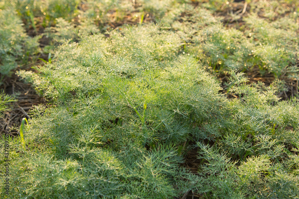 Obraz premium Coriander with dew adhering to the leaves in the morning in a growing garden, cultivated on the soil and straw in the morning.