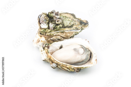 The steamed oysters are placed on the white back