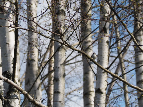 Bird on birch branches