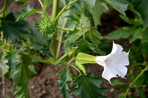 Fotografie virgin cucumber wild kind of white flowering eggplant thorns Common symptoms are