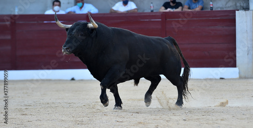 bull with big horns on the spanish bullring