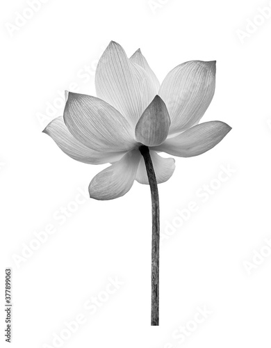 Lotus flower black and white color isolated on white background. File contains with clipping path.