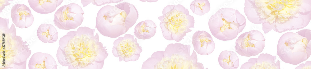 Pale pink peony flower with a yellow middle on a white background