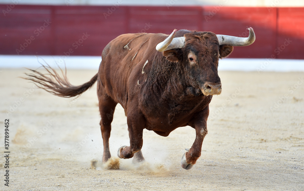 gran toro español en una plaza de toros gran toro español en una plaza de toros