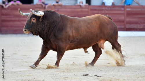 gran toro español en una plaza de toros