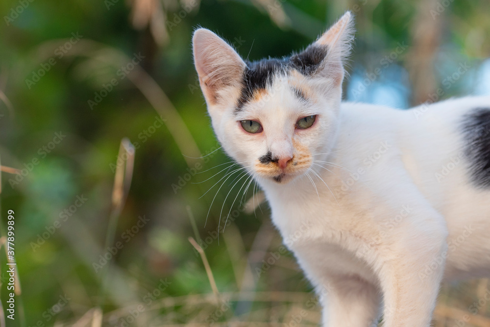 White cat with light spots on the green background of a green garden carefully observing the camera White cat with light spots on the green background of a green garden carefully observing the camera