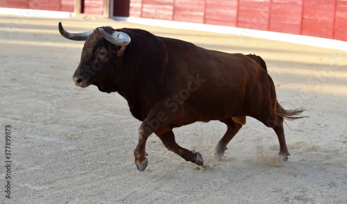 gran toro español en una plaza de toros © alberto