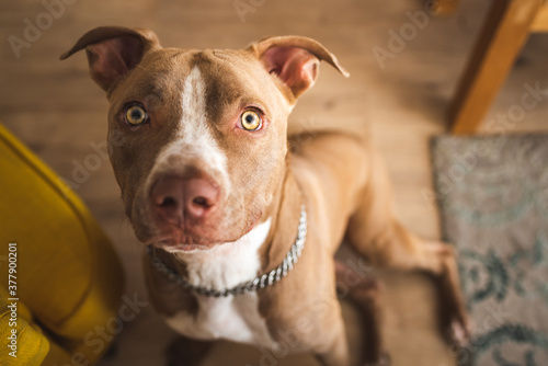 Dog, amstaff terrier sitting and loocking up, towards camera photo