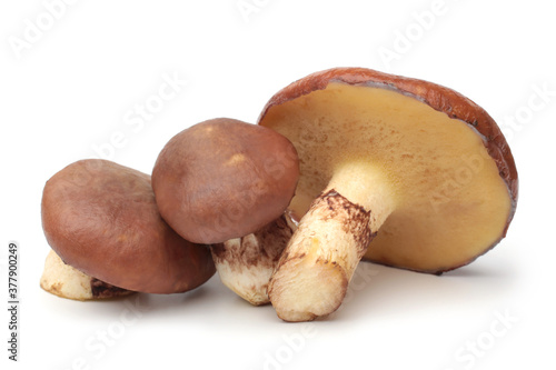 Suillus luteus mushrooms photo
