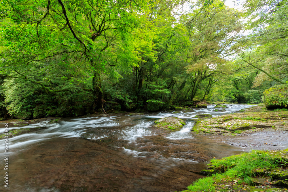 Obraz premium 夏の菊池渓谷 広河原 熊本県菊池市 Kikuchi Canyon in Summer Hirogawara Kumamoto-ken Kikuchi city