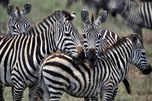 Fototapeta Naklejka Na Ścianę i Meble -  Snuggling Zebras