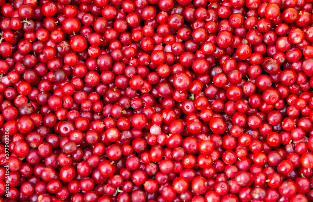 red color cranberries bacground. red color cranberries bacground.