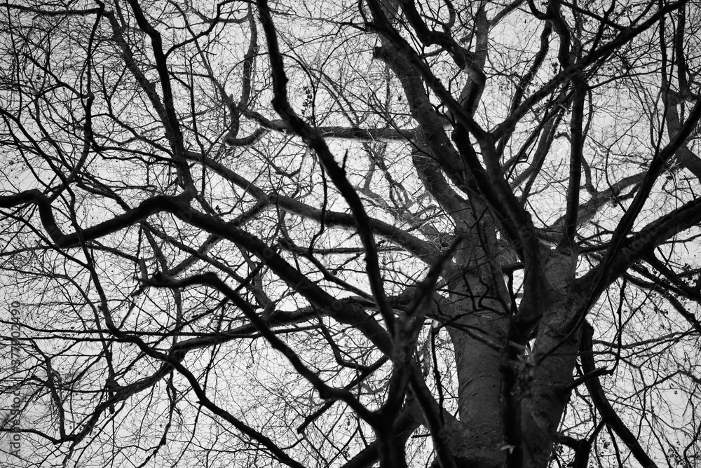 branches of a tree branches of a tree
