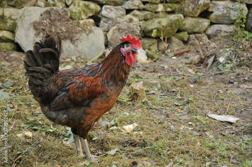 Coq photo