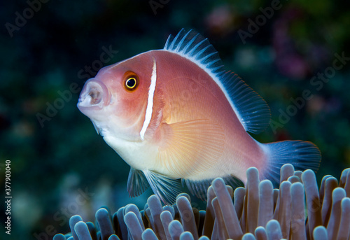 Pink Anemonefish - Amphiprion perideraion in anemone. Underwater world of Tulamben, Bali, Indonesia. photo