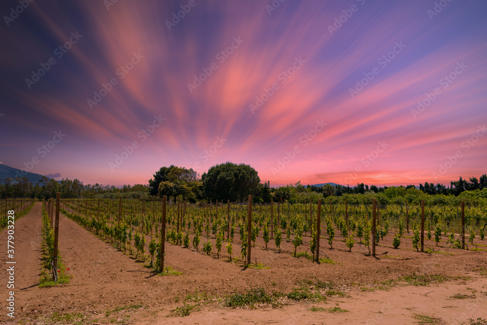 view of vineyard at sunset