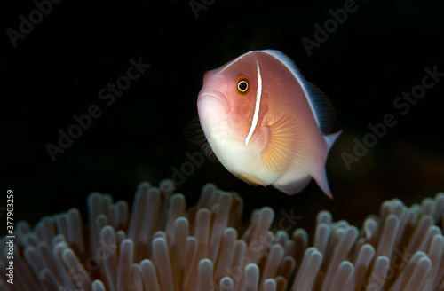 Pink Anemonefish - Amphiprion perideraion in anemone. Underwater world of Tulamben, Bali, Indonesia. photo