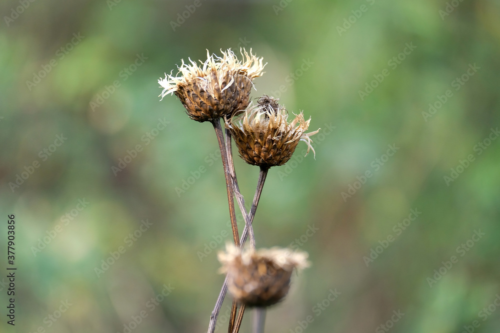 Dry flower on a green background. Dry autumn grass with seeds in the center Dry flower on a green background. Dry autumn grass with seeds in the center