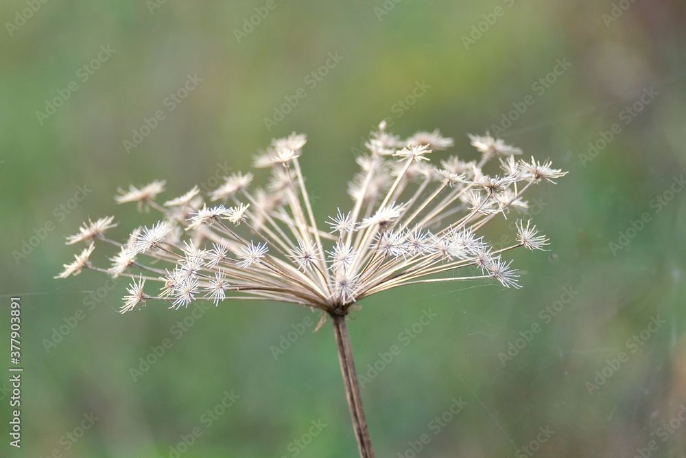 Umbrella grass in the center on a green background. Dry autumn branch Umbrella grass in the center on a green background. Dry autumn branch