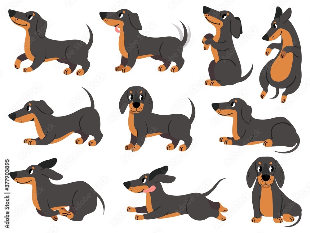 Dachshund. Cute dogs characters various poses hunting breed, design for prints, textile or card, adorable dachshund cartoon vector set. Dachshund pose, dog pedigree drawing, domestic pet illustration
