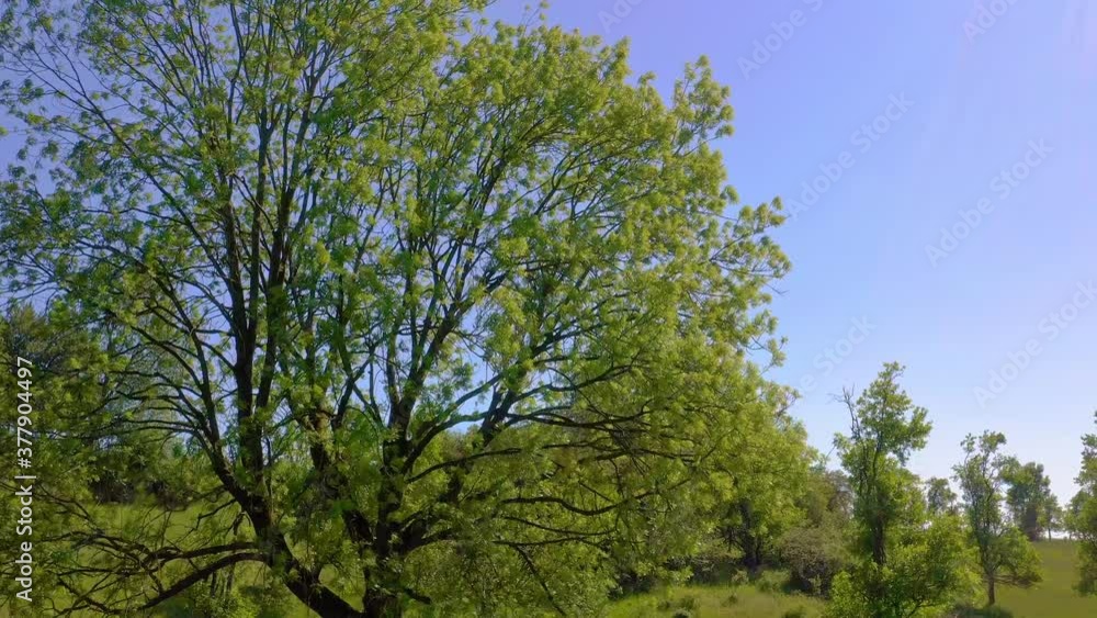 drone flight over tree with foliage with flowing in the wind drone flight over tree with foliage with flowing in the wind