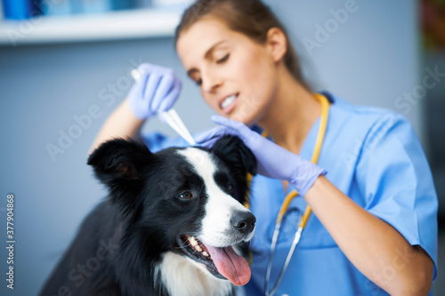 Female vet removing tick and examining a dog in clinic photo