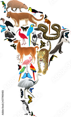 Vector South America fauna map, flat elements. Animals, birds, reptiles, insects. Geography infographic illustration.