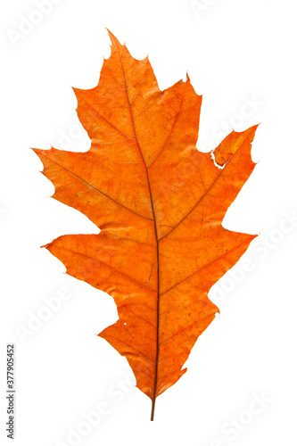 Bright red and orange autumn leaf on an isolated white background. High resolution. 