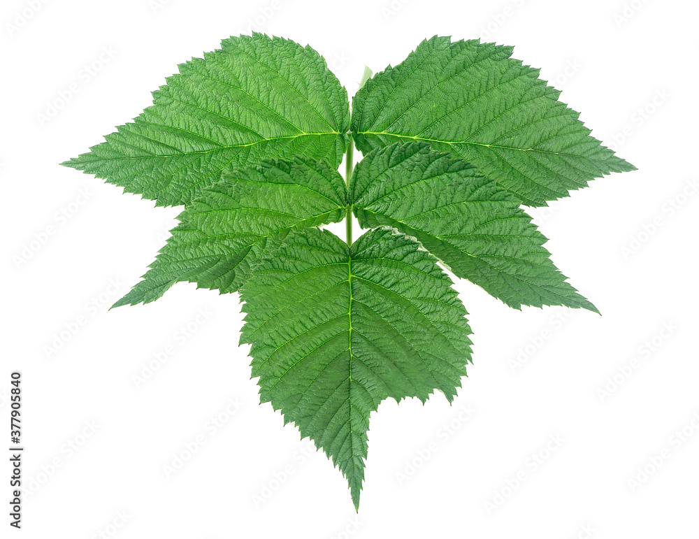 Leaves of raspberry isolated on a white background. Raspberry green leaves. Leaves of raspberry isolated on a white background. Raspberry green leaves.