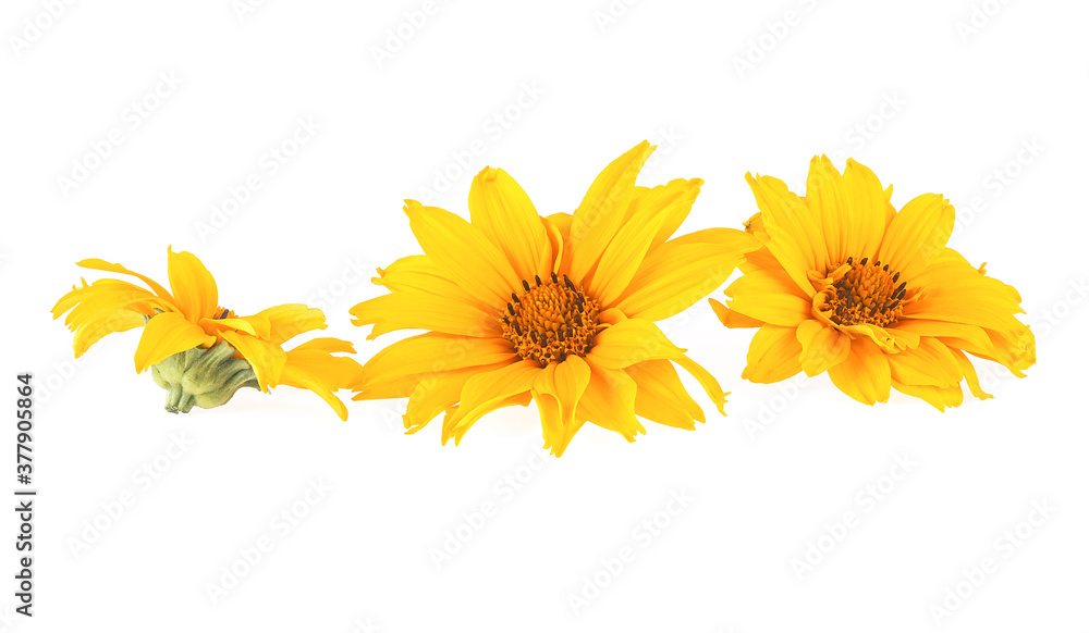 Naklejka premium Three yellow flowers isolated on a white background