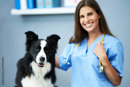 Billede på lærred Female vet examining a dog in clinic