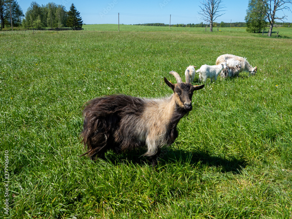 Obraz premium Goats eating green grass. Goats in meadow.