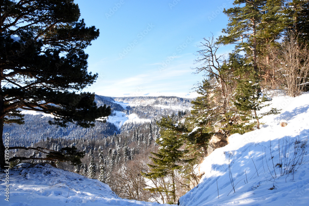 A picturesque view of the mountains overgrown with forest and covered with snow. Landscape with alpine mountains and white snow, pine forests. Beautiful winter panorama of mountains and snow.