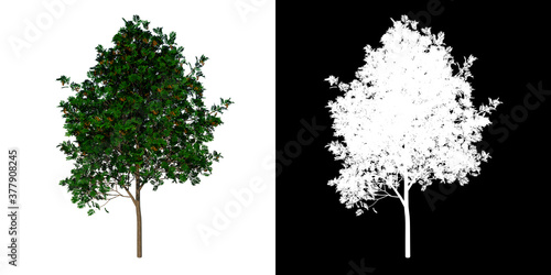 Front view tree (Adolescent sorbus aucuparia 2) white background alpha png 3D Rendering Ilustracion 3D