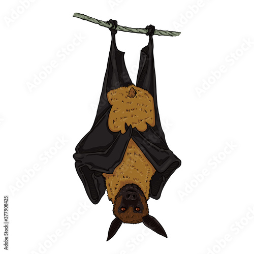 Vector Cartoon Flying Fox.