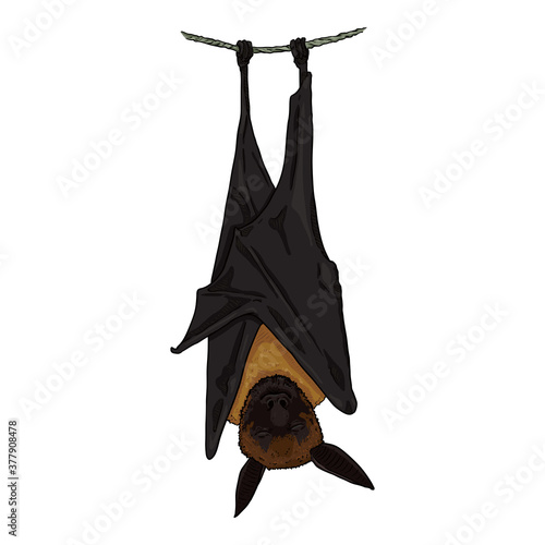 Vector Cartoon Flying Fox.