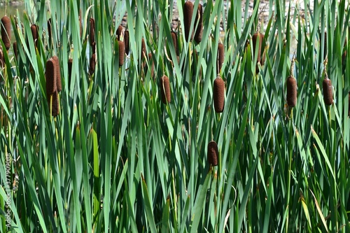 Typha latifolia (broadleaf cattail, bulrush, common bulrush, common cattail, cat-o'-nine-tails, great reedmace, cooper's reed, cumbungi). Natural green background photo